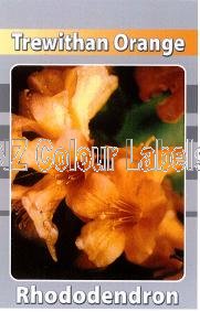 RHODODENDRON Trewithan Orange - Click Image to Close