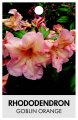 RHODODENDRON GOBLIN ORANGE RHODODENDRON GOBLIN ORANGE