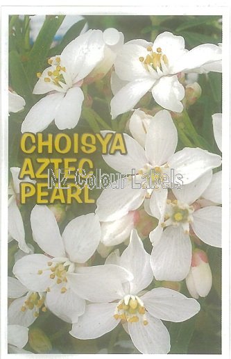 CHOYSIA Aztec Pearl - Click Image to Close