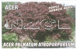 ACER palmatum Atropurpureum