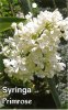 SYRINGA Primrose