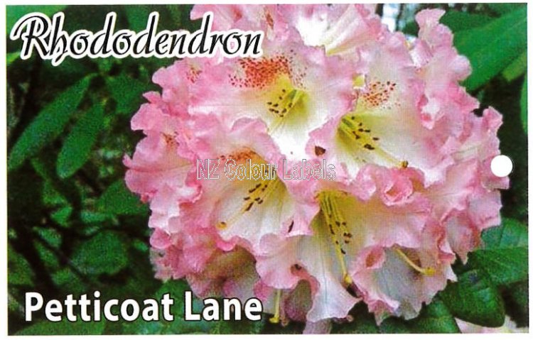 RHODODENDRON Petticoat Lane - Click Image to Close