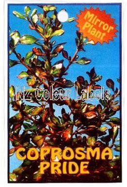 COPROSMA Pride - Click Image to Close