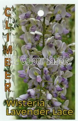 WISTERIA Lavender Lace - Click Image to Close