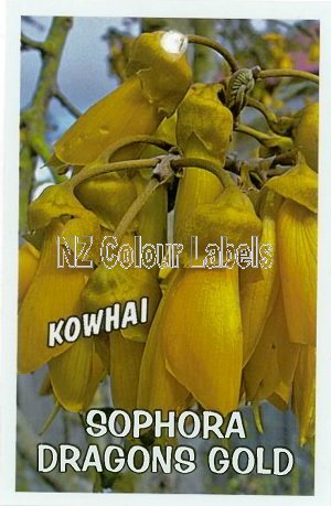 SOPHORA Dragons Gold - Click Image to Close