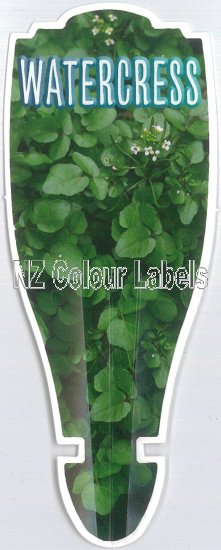 WATERCRESS (Nasturtium officinale) - Click Image to Close