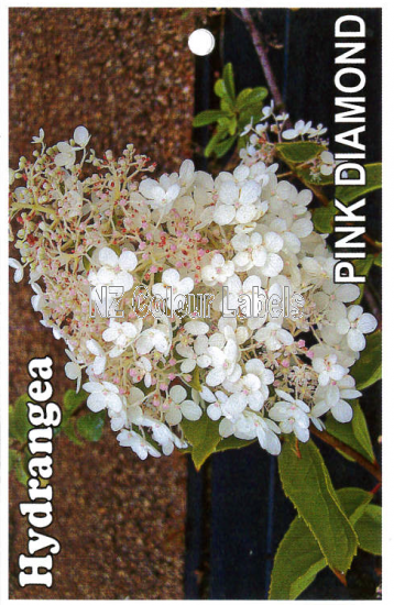 Hydrangea Pink Diamond - Click Image to Close