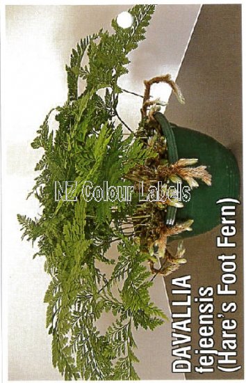 DAVALLIA Fejeensis [Hare's foot fern] - Click Image to Close