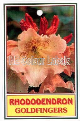 RHODODENDRON Goldfingers - Click Image to Close