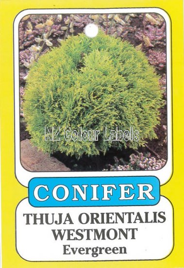 Thuja Orientalis Westmont - Click Image to Close