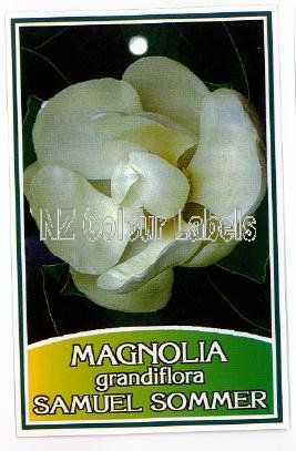 MAGNOLIA gr. Samuel Sommer - Click Image to Close