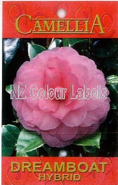 CAMELLIA Dreamboat - Click Image to Close