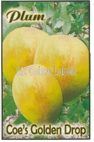 PLUM Coes Golden Drop - Click Image to Close