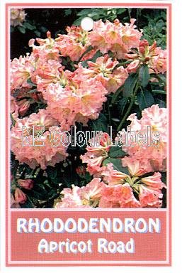 RHODODENDRON Apricot Road - Click Image to Close