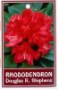 RHODODENDRON Douglas Stephens