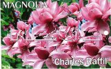 MAGNOLIA campbellii Charles Raffil