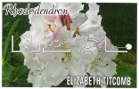 RHODODENDRON Elizabeth Titcomb