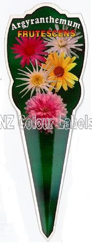 ARGYRANTHEMUM Frutescens - Click Image to Close