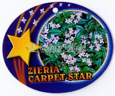 ZIERIA Carpet Star - Click Image to Close