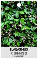 ELAEAGNUS X EBBINGEI ELAEAGNUS X EBBINGEI