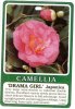 CAMELLIA Drama Girl Japonica