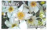 CLEMATIS Sweet Hart