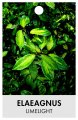 ELAEAGNUS X EBBINGEI LIMELIGHT ELAEAGNUS X EBBINGEI LIMELIGHT