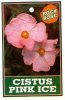 CISTUS Pink Ice