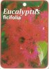 EUCALYPTUS ficifolia