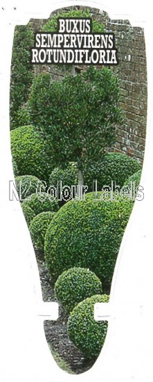 BUXUS sempervirens rotundifolia - Click Image to Close