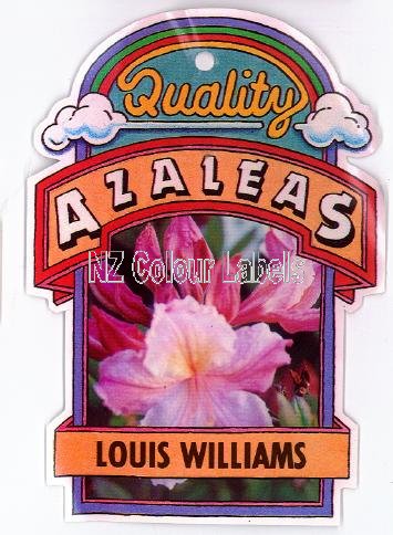 AZALEA Deciduous Ilam Louis Williams - Click Image to Close