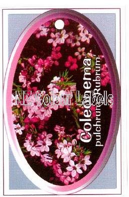 COLEONEMA pulchrum Rubrum - Click Image to Close