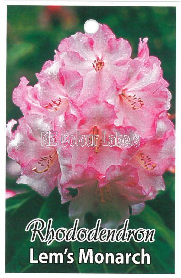 RHODODENDRON Lems Monarch - Click Image to Close