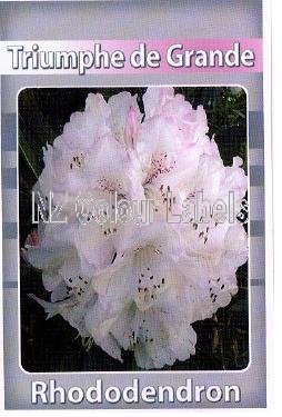 RHODODENDRON Triumphe De Grande - Click Image to Close