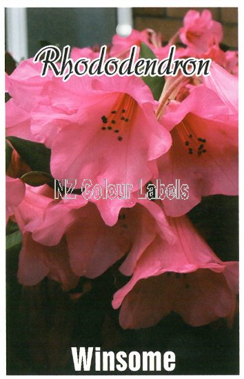 RHODODENDRON Winsome - Click Image to Close