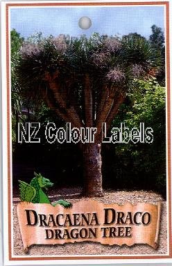 DRACAENA Draco - Click Image to Close