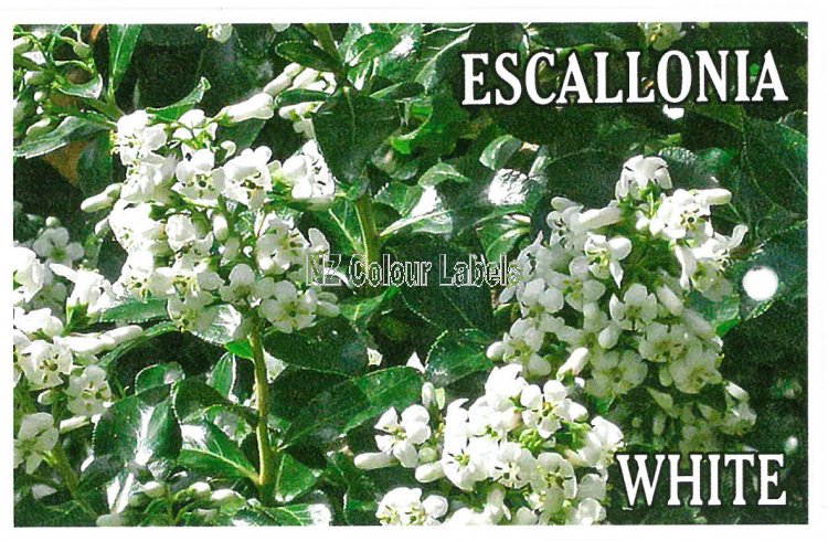 ESCALLONIA White - Click Image to Close