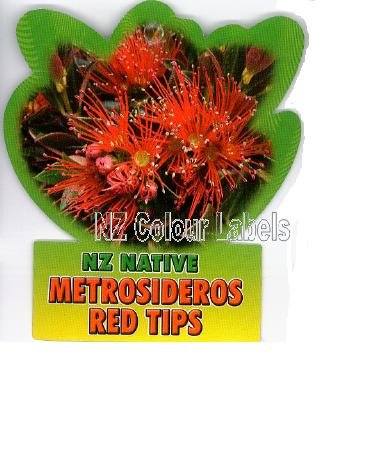 METROSIDEROS umbellata Red Tips - Click Image to Close