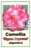 CAMELLIA Elegans Supreme Japonica