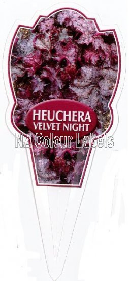 HEUCHERA Velvet Night - Click Image to Close