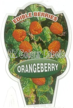 ORANGEBERRY - RUBUS pentalobus - Click Image to Close