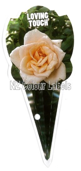 ROSE MINIATURE Loving Touch - Click Image to Close