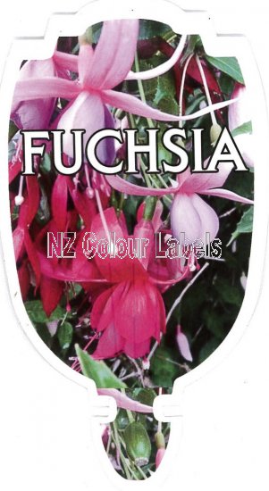 FUCHSIA - GENERAL - Click Image to Close