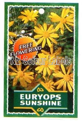 EURYOPS Sunshine - Click Image to Close