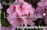 RHODODENDRON Prince Camille De Rohan