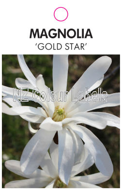 MAGNOLIA GOLD STAR - Click Image to Close