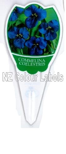 COMMELINA coelestris - Click Image to Close