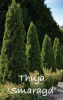 THUJA occidentalis Smaragd