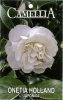 CAMELLIA Margaret Davis Japonica