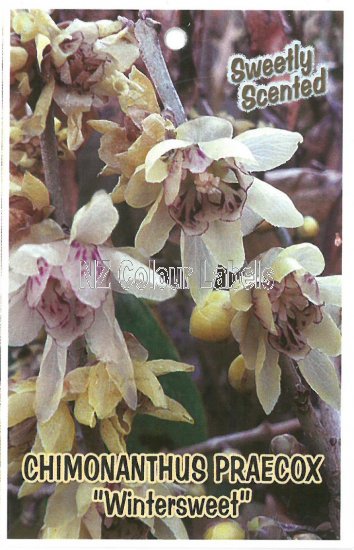 CHIMONANTHUS praecox (Wintersweet) - Click Image to Close